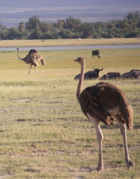 DAILY PHOTO: Ostriches of Amboseli