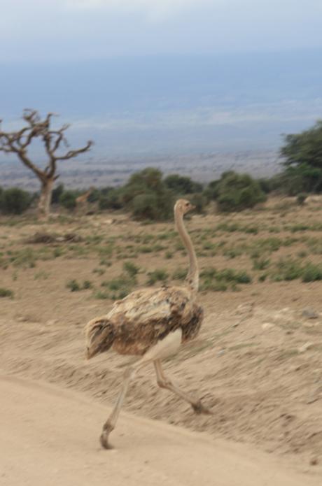 DAILY PHOTO: Ostriches of Amboseli