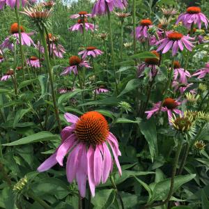 Cantaloupe Mint Lemonade for #SundaySupper Coneflowers in bloom