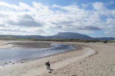 Toby on the beach (Donegal) - www.growourown.com Toby on the beach (Donegal) - www.growourown.com