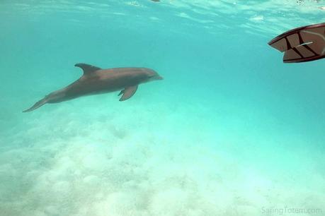 Cruising the Bahamas: beauty at our back door swimming with dolphins