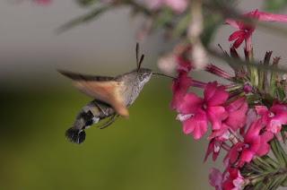 Best summer ever for Hummingbird Hawk-moths?