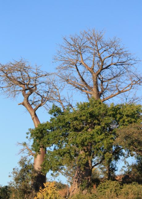 DAILY PHOTO: Baobab