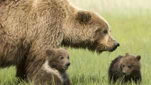 Why delisting of grizzly bears is premature | The Extinction Chronicles