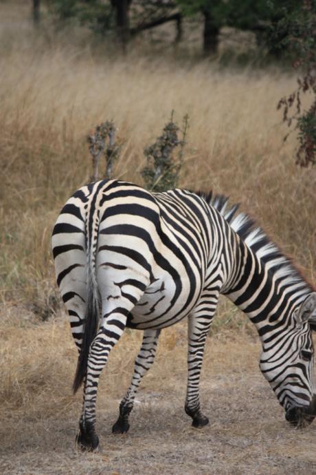 DAILY PHOTO: Grazing Zebra
