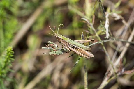 Meadow Grasshopper 2 (?)