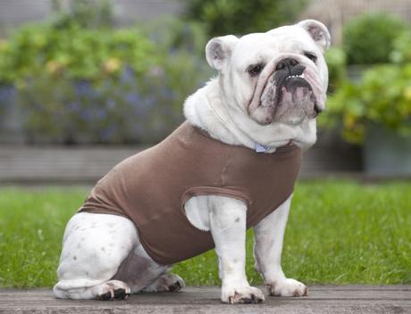4. Buy your dog a wet Equafleece T-shirt to give some comfort and relief in the heat