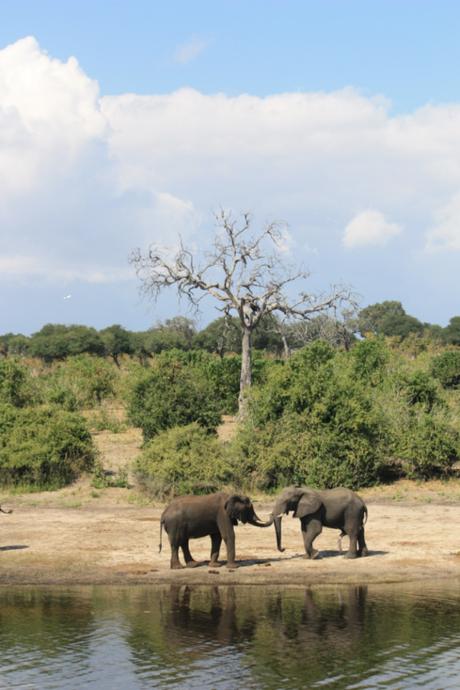 DAILY PHOTO: Elephants Greet at the River