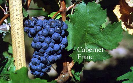 From Italy with Wine - Collio wine zone From Italy with Wine - Collio wine zone