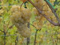 From Italy with Wine - Collio wine zone From Italy with Wine - Collio wine zone