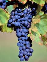 From Italy with Wine - Collio wine zone From Italy with Wine - Collio wine zone