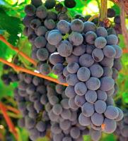 From Italy with Wine - Collio wine zone From Italy with Wine - Collio wine zone