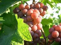 From Italy with Wine - Collio wine zone From Italy with Wine - Collio wine zone