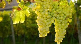From Italy with Wine - Collio wine zone From Italy with Wine - Collio wine zone