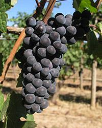 From Italy with Wine - Collio wine zone From Italy with Wine - Collio wine zone