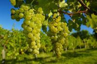 From Italy with Wine - Collio wine zone From Italy with Wine - Collio wine zone