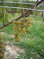 From Italy with Wine - Collio wine zone From Italy with Wine - Collio wine zone