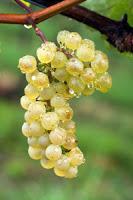 From Italy with Wine - Collio wine zone From Italy with Wine - Collio wine zone