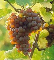 From Italy with Wine - Collio wine zone From Italy with Wine - Collio wine zone