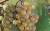 From Italy with Wine - Collio wine zone From Italy with Wine - Collio wine zone
