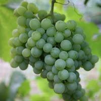 From Italy with Wine - Collio wine zone From Italy with Wine - Collio wine zone