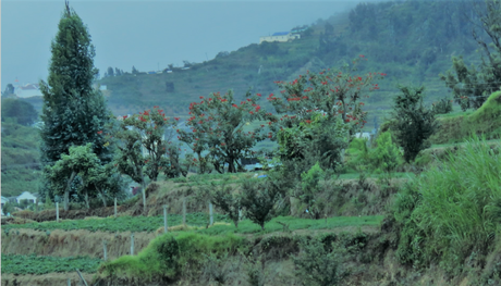 GReat Trails, Kodaikanal: Ideal break amidst nature view3