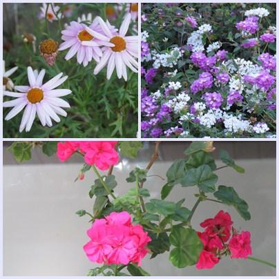 GReat Trails, Kodaikanal: Ideal break amidst nature flower1