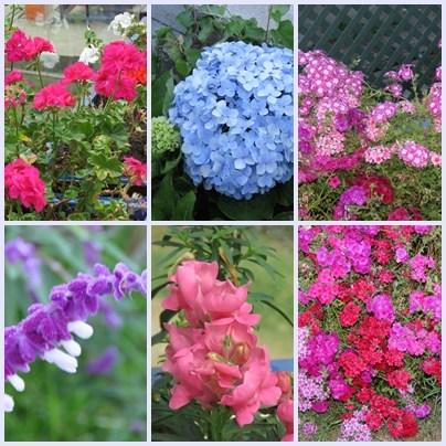 GReat Trails, Kodaikanal: Ideal break amidst nature Flowers