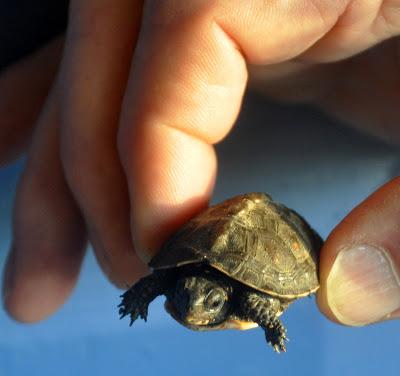 Here Is a Tiny Turtle . . .and Talk about Adulting