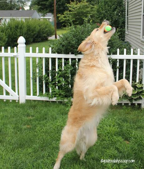 golden retriever fetching a ball