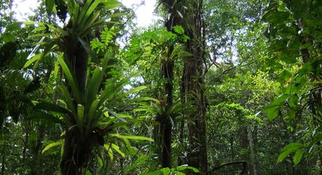Wild & Wonderful Tours in the Brazilian Amazon Wild and Wonderful Tours in the Brazilian Amazon