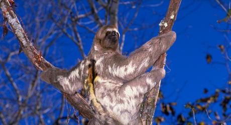Wild & Wonderful Tours in the Brazilian Amazon Wild and Wonderful Tours in the Brazilian Amazon