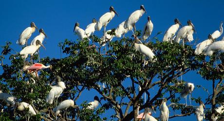 Wild & Wonderful Tours in the Brazilian Amazon Wild and Wonderful Tours in the Brazilian Amazon