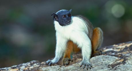 Wild & Wonderful Tours in the Brazilian Amazon Wild and Wonderful Tours in the Brazilian Amazon