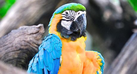 Wild & Wonderful Tours in the Brazilian Amazon Wild and Wonderful Tours in the Brazilian Amazon