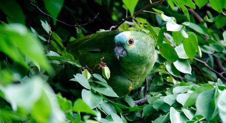 Wild & Wonderful Tours in the Brazilian Amazon Wild and Wonderful Tours in the Brazilian Amazon
