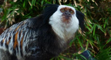 Wild & Wonderful Tours in the Brazilian Amazon Wild and Wonderful Tours in the Brazilian Amazon