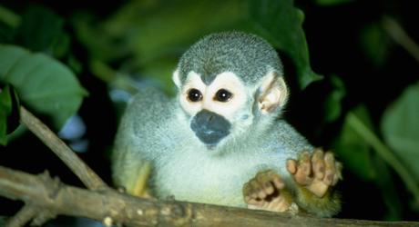 Wild & Wonderful Tours in the Brazilian Amazon Wild and Wonderful Tours in the Brazilian Amazon