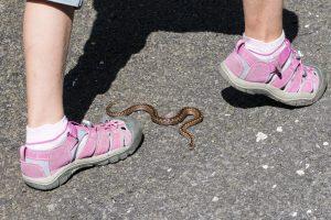 Snake on the Trail