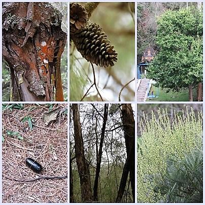 Five ‘not so touristy’ things to do in while in GReat Trails, Kodaikanal Vignettes from the forest