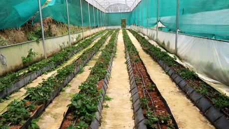 Five ‘not so touristy’ things to do in while in GReat Trails, Kodaikanal STRAWBEERYFARM2