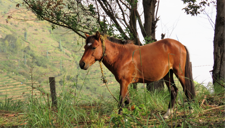 Five ‘not so touristy’ things to do in while in GReat Trails, Kodaikanal horse