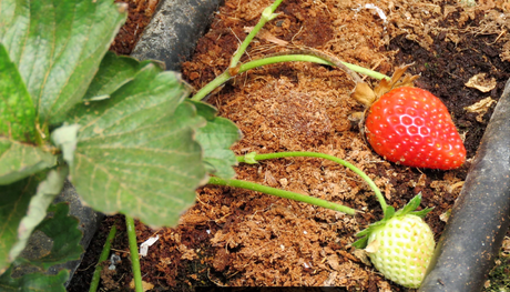 Five ‘not so touristy’ things to do in while in GReat Trails, Kodaikanal STRAWBEERY
