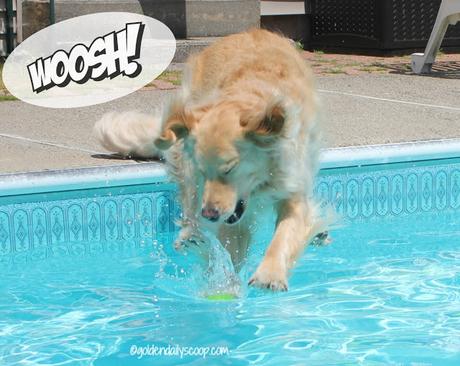 golden retriever dog jumping into swimming pool after ball