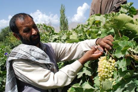 Improving Afghanistan’s Economy from the Bottom Up
