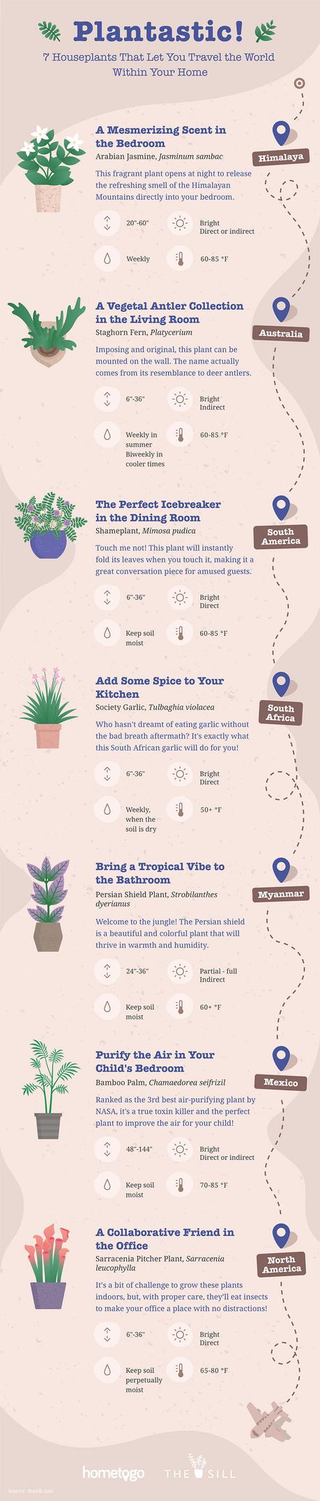 Travel the world without leaving home with these 7 houseplants houseplants infographic