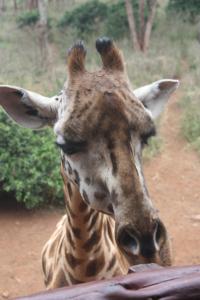 POEM: The Humorless Giraffe