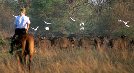 Five Enchanting Experiences for Your Custom Africa Tour Five Enchanting Experiences for Your Custom Africa Tour