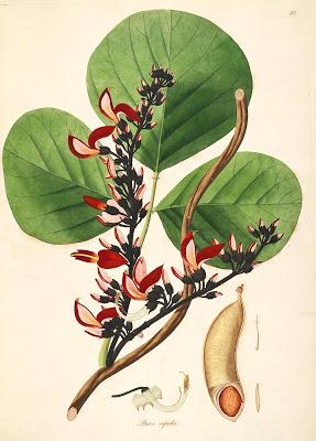 Tree of the Month: the Poison Nut Tree