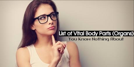 List of Vital Body Parts (Organs) You Know Nothing About